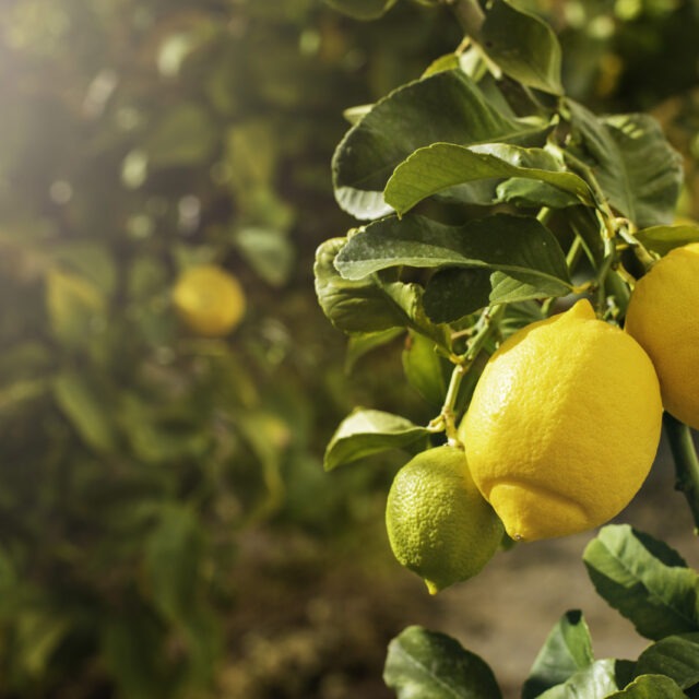 Manojo de limones maduros frescos en una rama de limonero en un jardín soleado.
